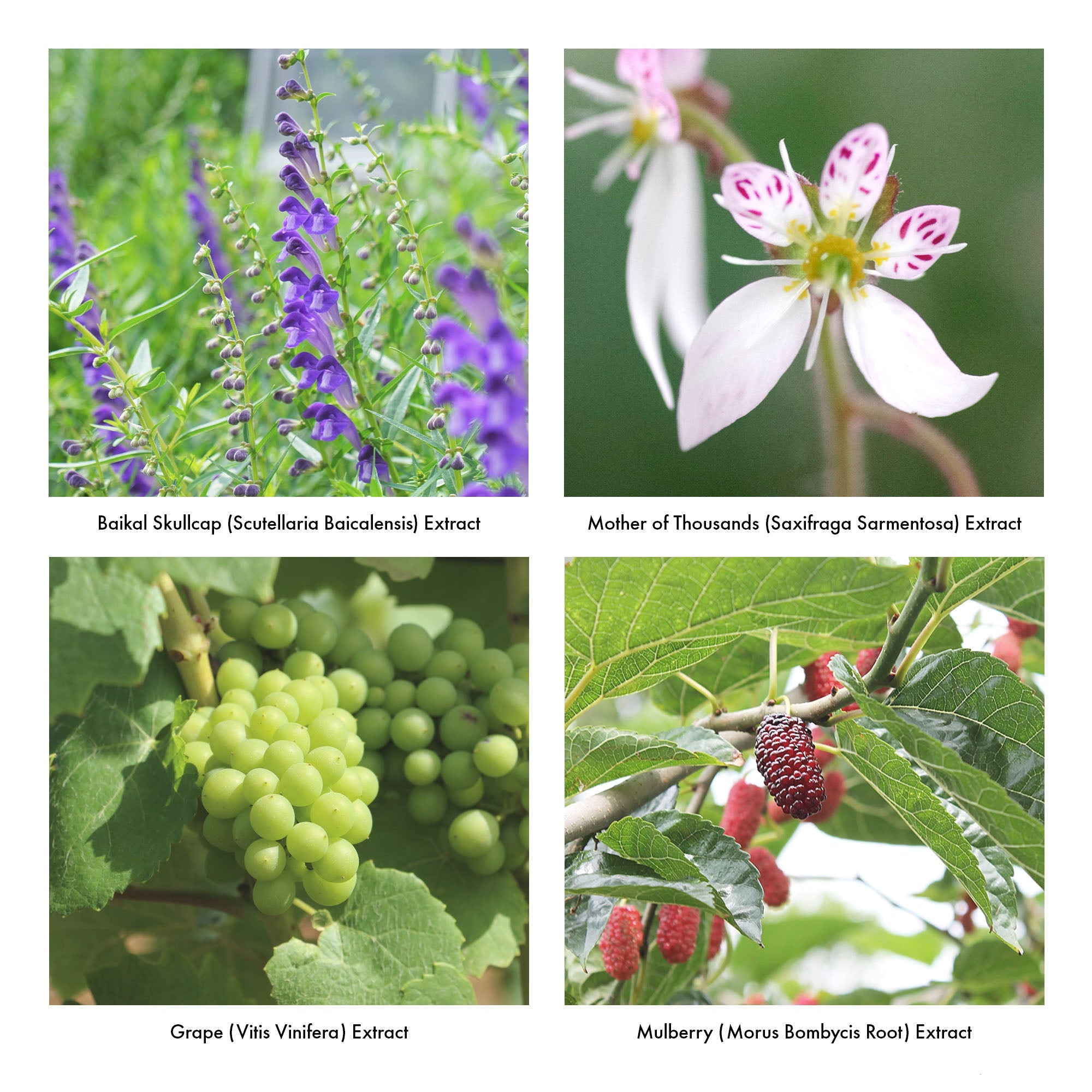 iroha INTIMATE WASH (FOAM TYPE) Bergamot and Bitter Orange